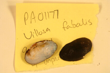 Villosa fabalis-2