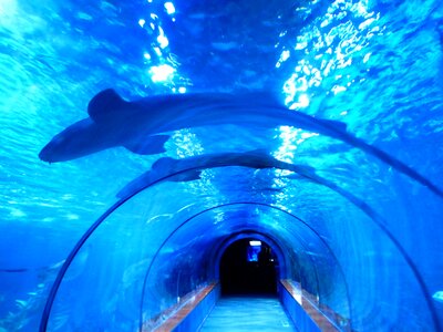 Tunnel underwater shark tank