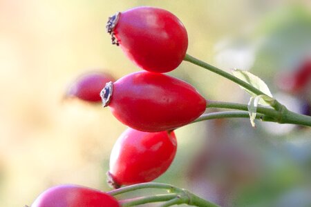 Red wild rose nature