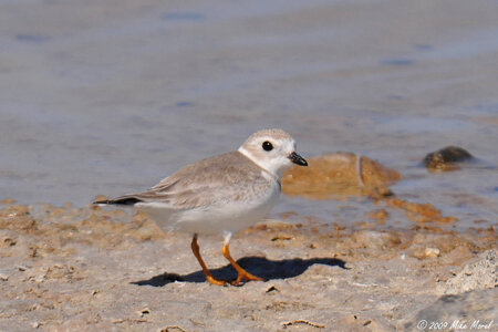 Piping plover-1 photo