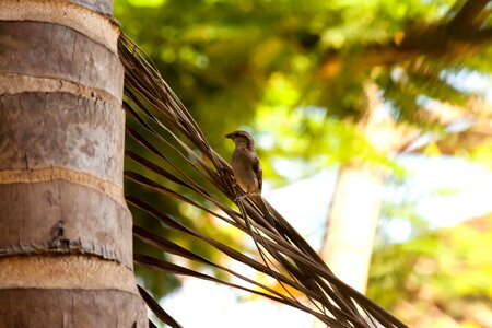 Animal bird fauna