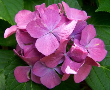 Pink hydrangea garden summer flower