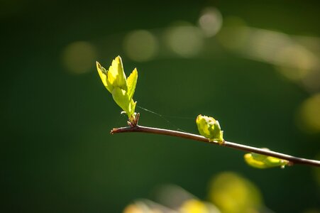 Plant green tender