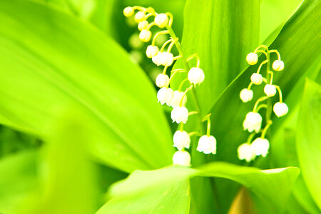 Small White Flowers on Green Plant photo
