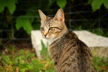 Animal cat claw