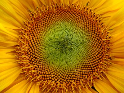 Sunflower seeds helianthus yellow