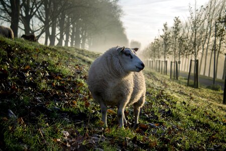 Animal beautiful photo fauna