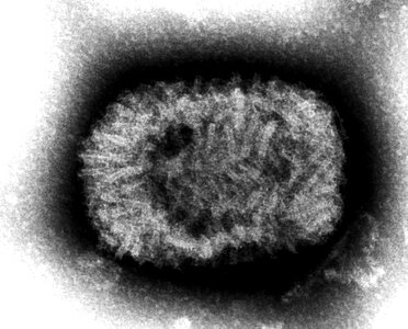 Double genus virus