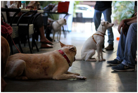 Dogs Friends Sitting