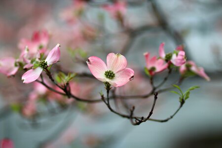 Blossom flower geranium