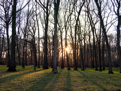 Sun Shinning Through Trees photo