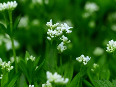 White leaf stalk photo