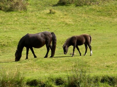 horses and field close up