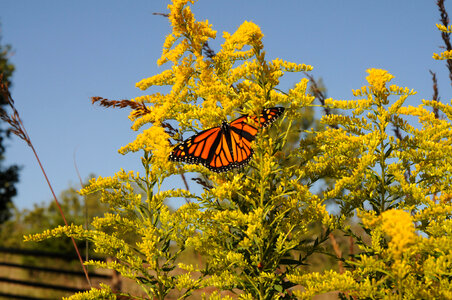 Monarch butterfly-2 photo