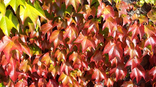 Fall color leaves fall leaves photo