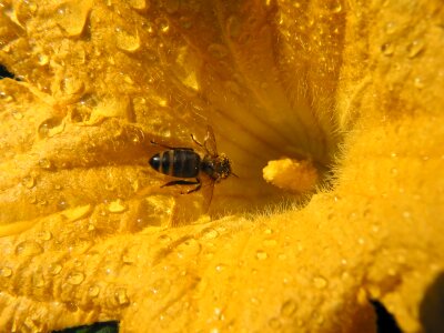 Nature close up yellow
