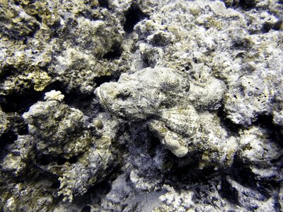 Underwater fish ocean