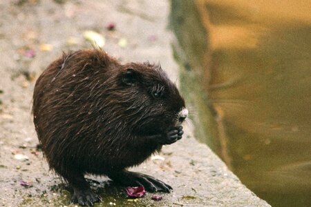 Animal beaver daylight photo