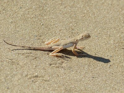 Sand reptile schuppenkriechtier photo