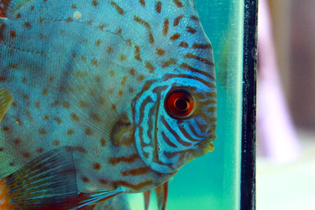 Aquarium Fish Tank photo