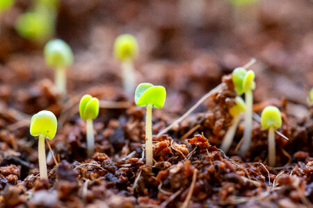 Seedlings Growing photo