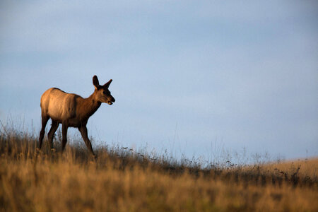 Elk calf in morning light photo