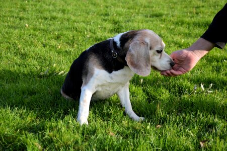 Puppy cute canine photo