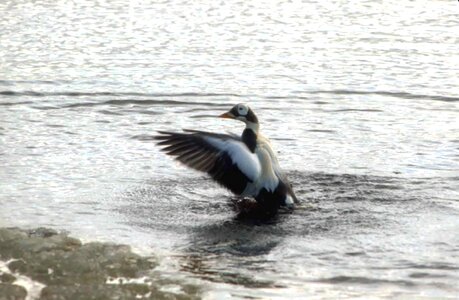 Animal aquatic bird bird photo