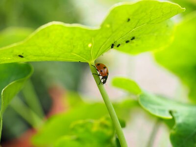 Animal arthropod beetle