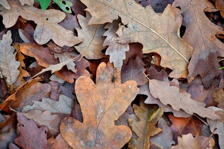 Winter leaf brown leaf dry leaf photo