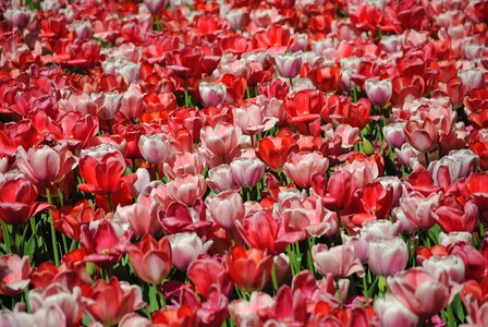 Red pink spring