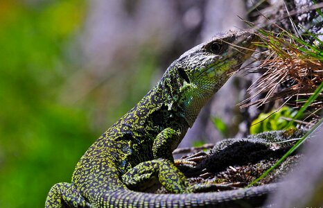 Animal camouflage chameleon