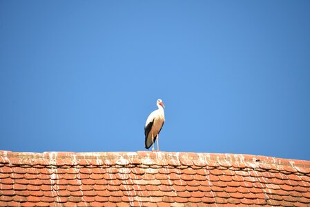 Rattle stork white stork roof