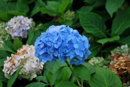 Flowers greenery flora