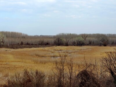 Landscape marshland spring time