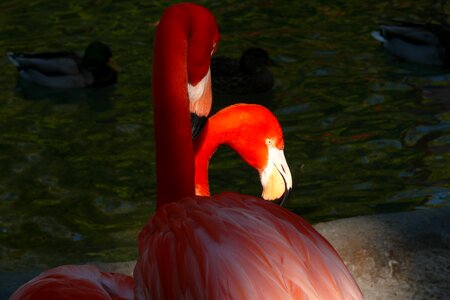 Bird flaming birds