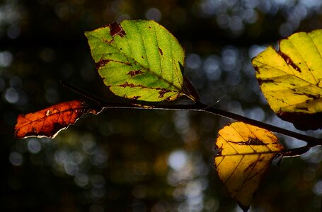 Forest autumn tree photo