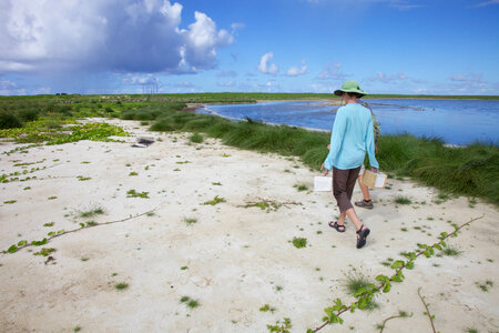 Nihoa Millerbird Translocation-1