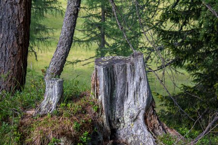 Nature green wood