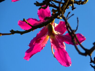 Blossom bloom pink