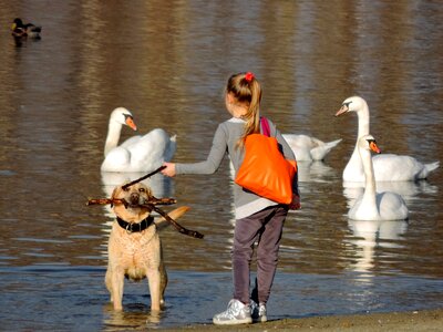 Child girl hunting dog photo