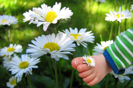 Flower daisy child's photo