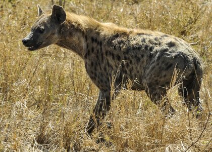 Serengeti mammal spotted