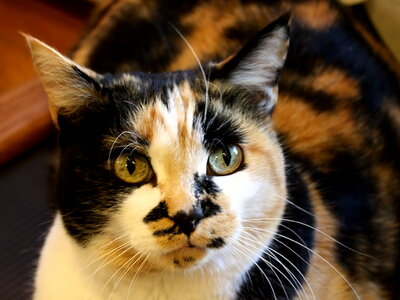 Animal cat colorful