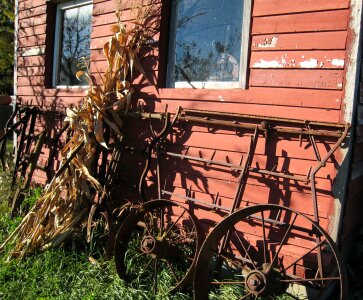 Stalks wagon wheels photo