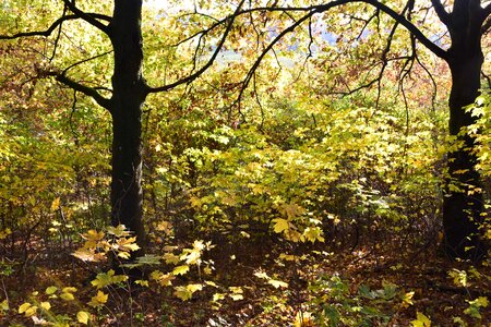 Autumn autumn season branch photo