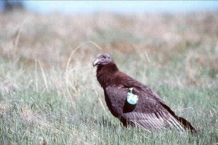 Juvenile Condor
