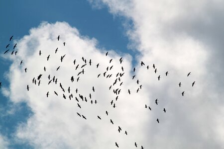 Flying formation animal world migratory birds