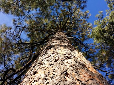 Ponderosa pinecone outdoor