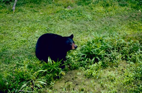 Bear black mammal